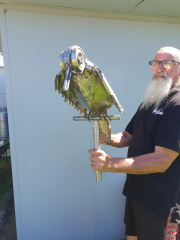 Owl