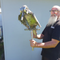 Owl